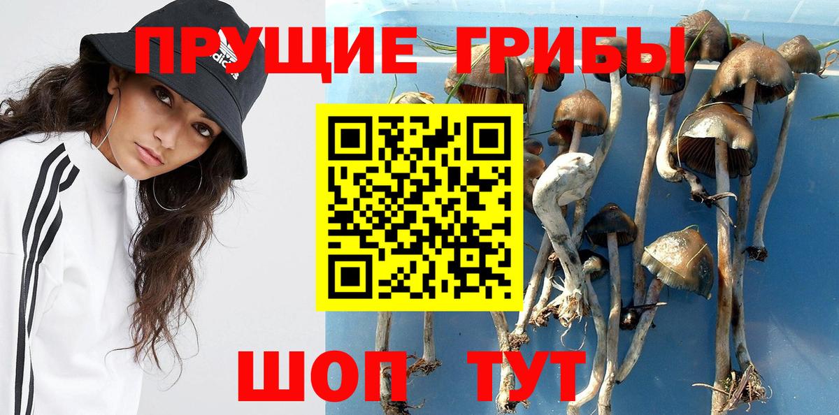 Галлюциногенные грибы прущие грибы  Псилоцибиновые грибы Cubensis  Заволжье  Вход с VPN 